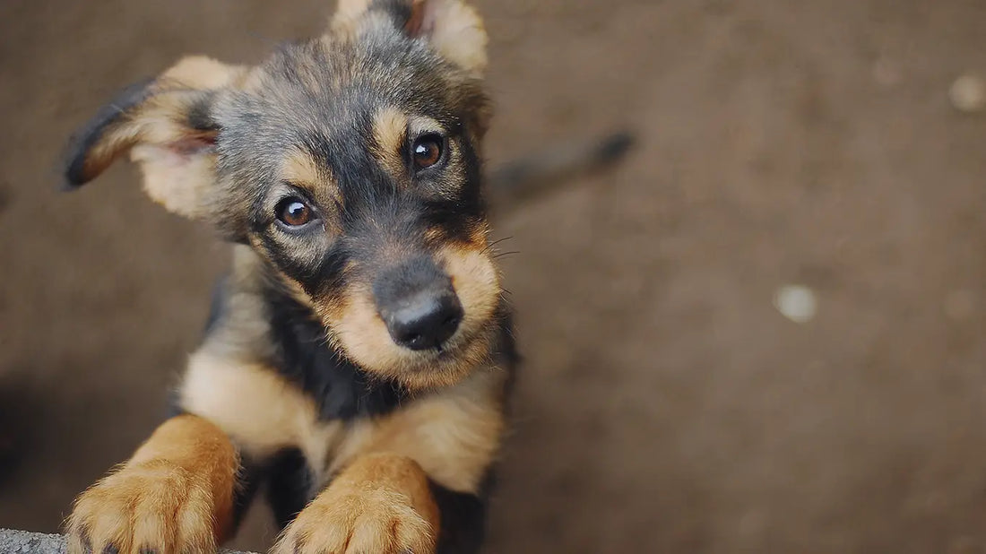 How To Choose The Right Toy For Your Dog