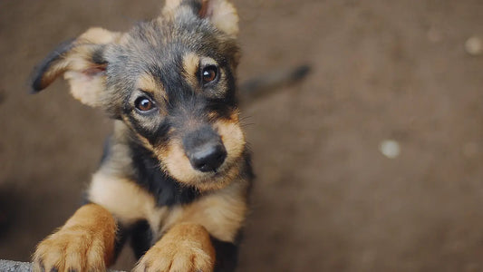 How To Choose The Right Toy For Your Dog