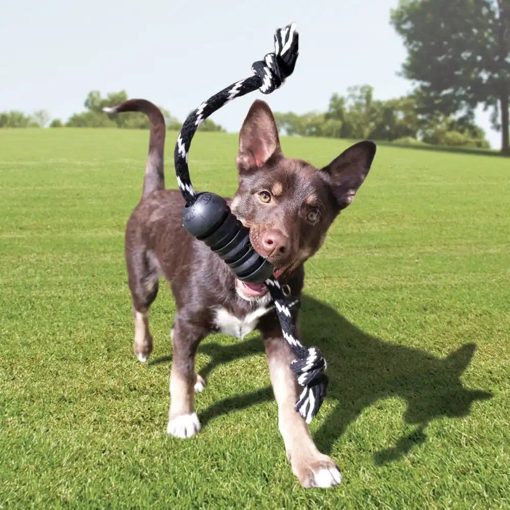 Brown puppy with rope toy.