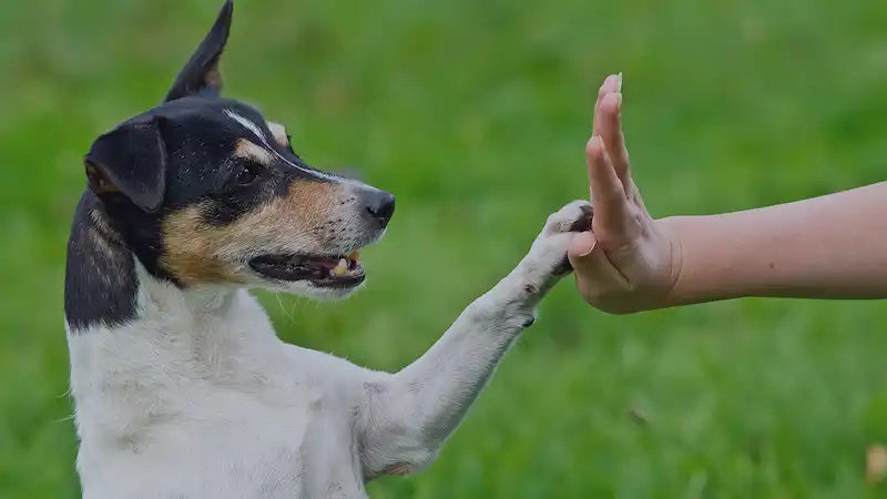 Dog giving a high five.