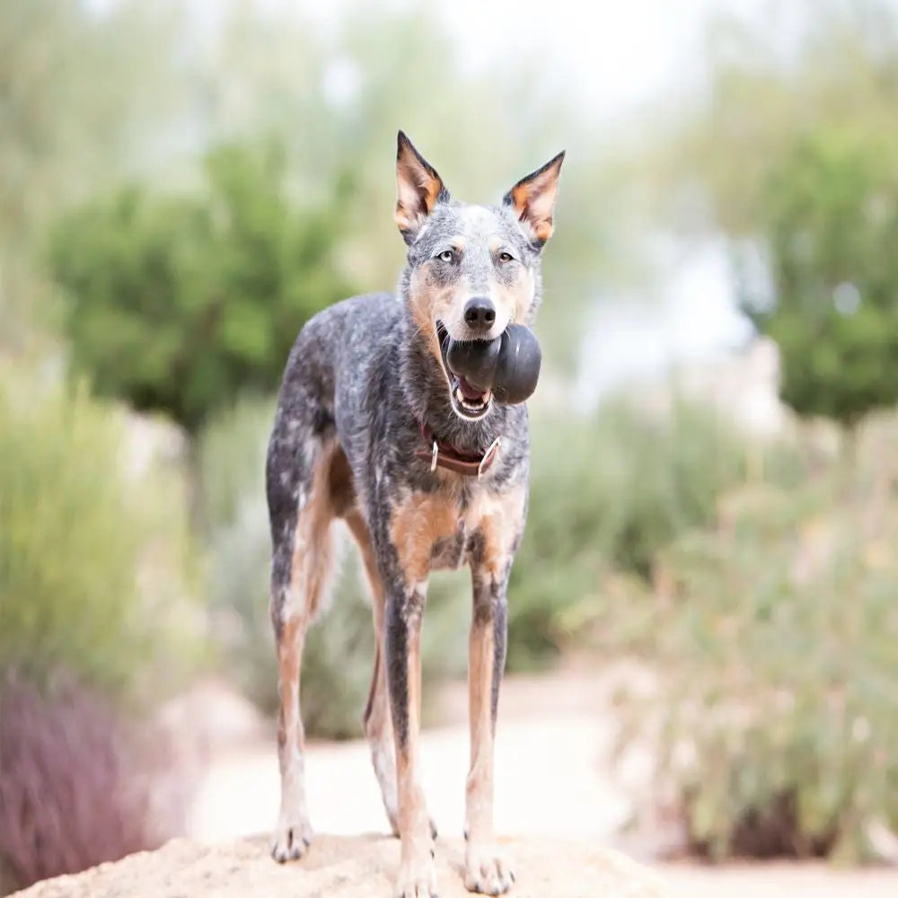 KONG Extreme X-Large - Extra Large - Dog Toys