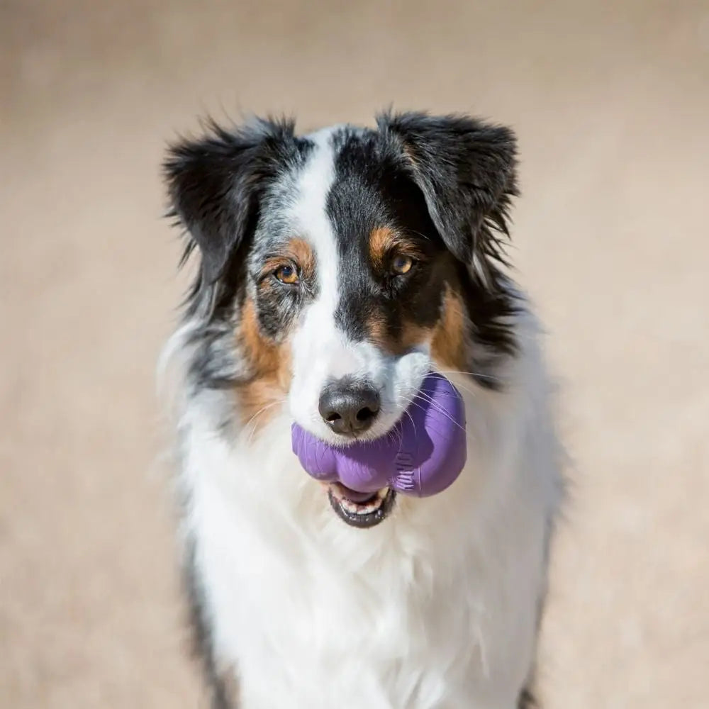 KONG Senior Medium - Medium - Dog Toys