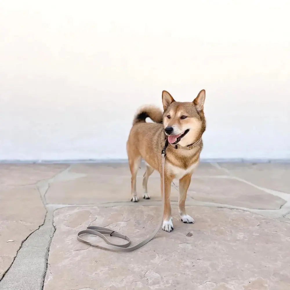 Lambwolf APEX Waterproof Ultralight Skinny Leash (MOON) -