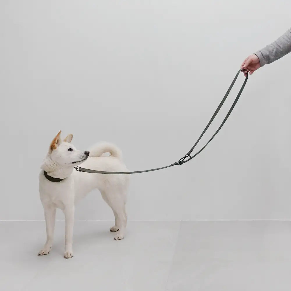 Model dog with the MELLEM Leash