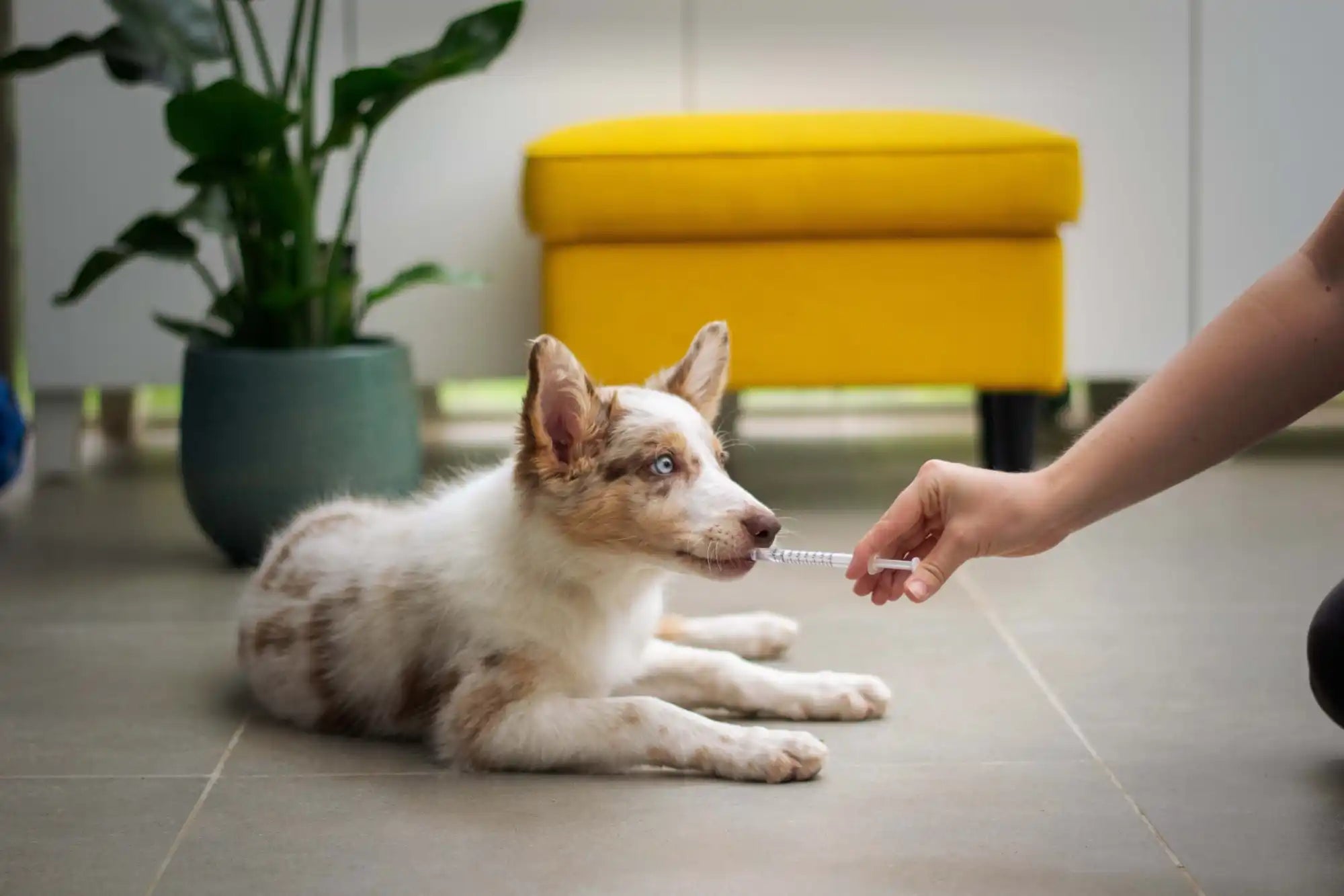 Spotted dog receiving medicine.