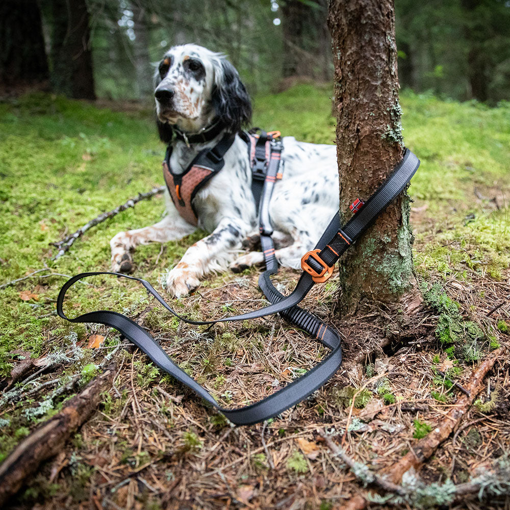 Non-stop Dogwear Touring Bungee Adjustable Leash