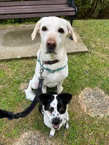 Two dogs sitting on grass.