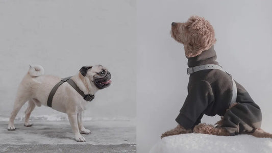 How to Measure Your Dog for The OTTO Harness (Lambwolf Collective)