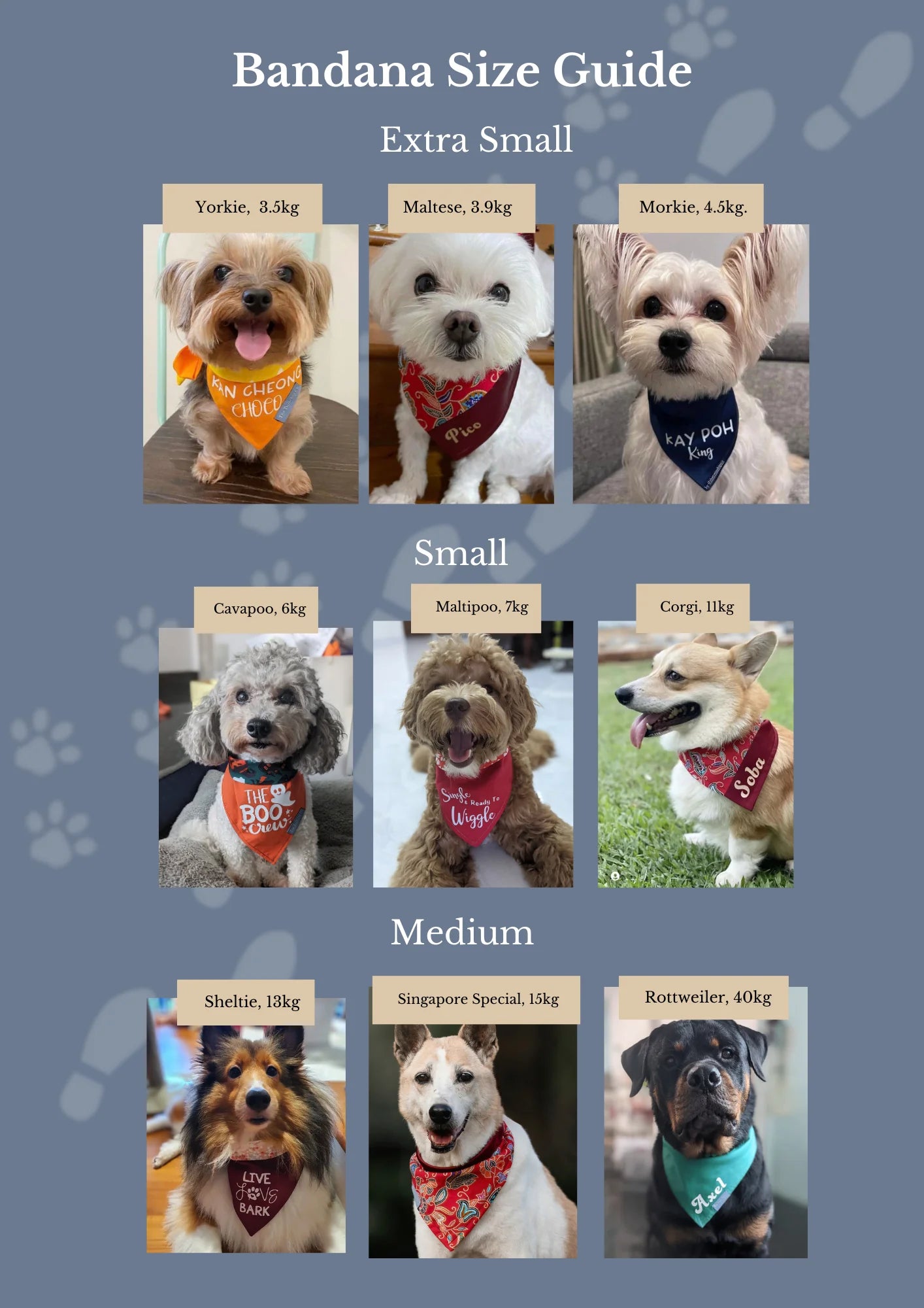 Reversible Pet Bandana: "Little Ms Barks For No Reason" (Medium)