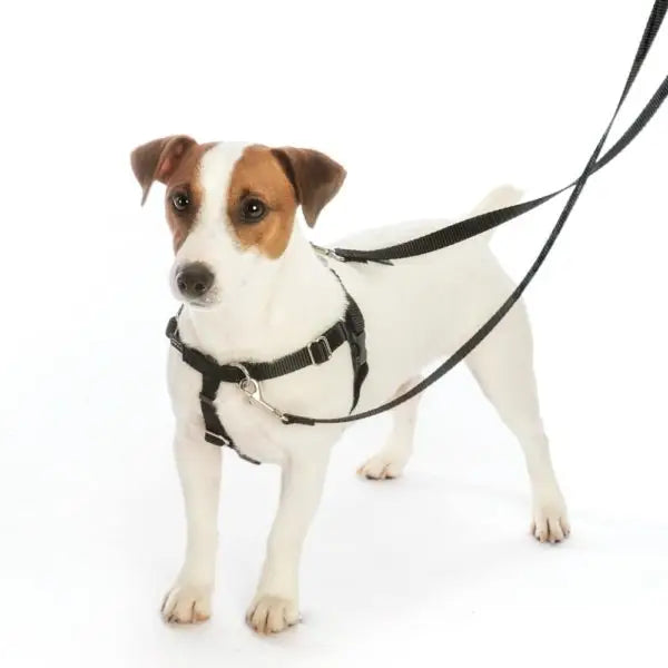 Freedom No-Pull Dog Harness & Leash (Paw Paisley) -