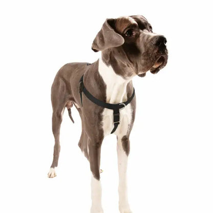 Freedom No-Pull Dog Harness & Leash (Paw Paisley) -