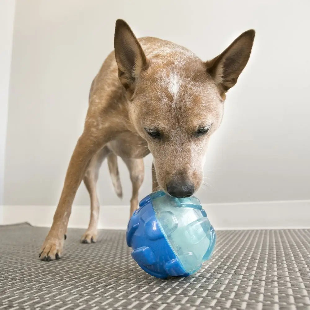 KONG Rewards - Shell (Large) - Large - Dog Toys