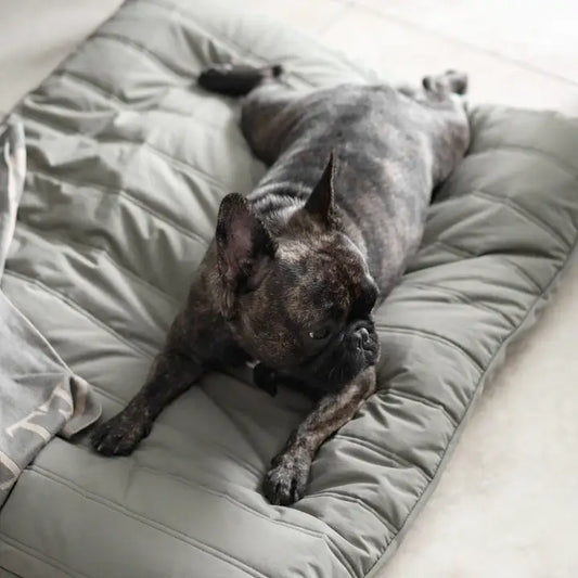 Lambwolf Collective MAATIN Dog Bed (KOALA) - Dog Bed