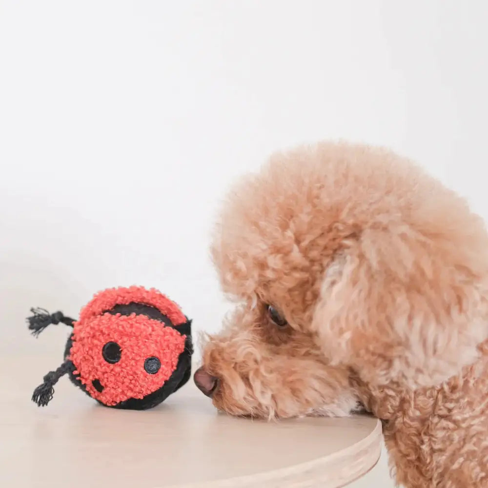 Lambwolf Ladybug Pop (Squeaky & Bouncy Dog Toy) - Dog Toys