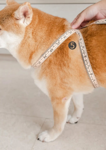 Lambwolf OTTO Harness Size Guide